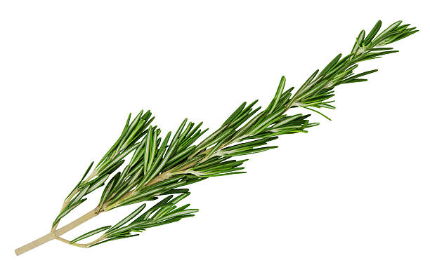 istock Fresh green sprig of rosemary 471783184
