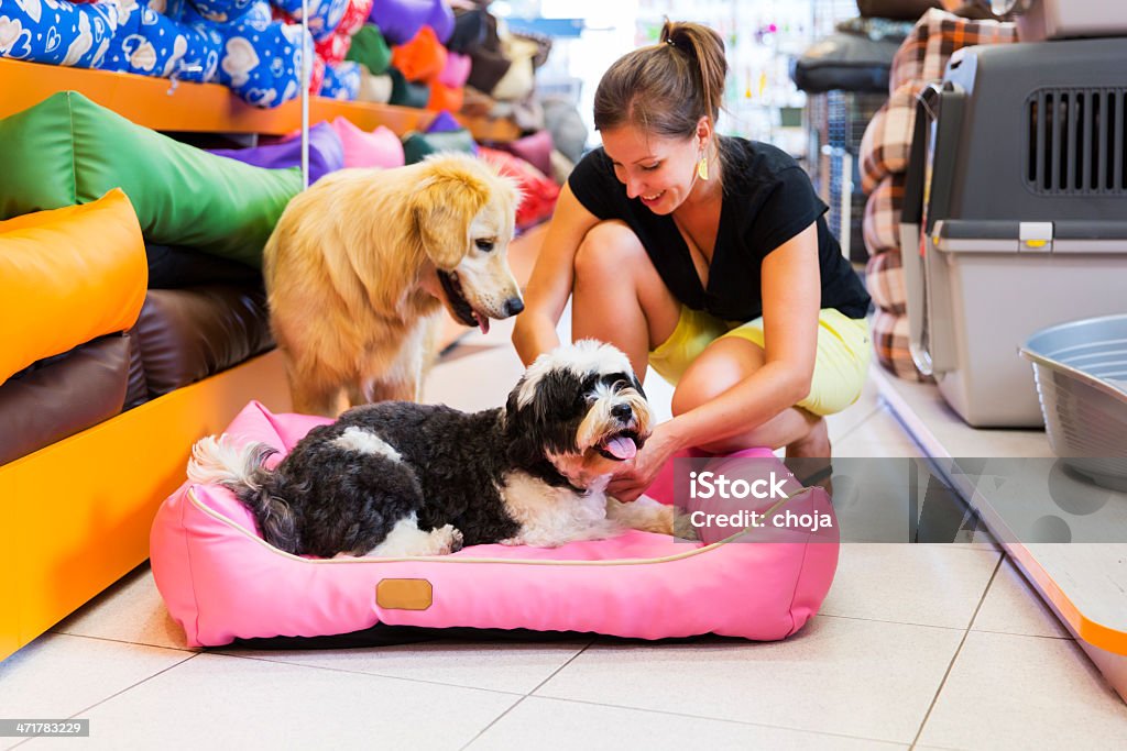 Un Golden retriever e Tibetan Terrier in un negozio per animali a riposo - Foto stock royalty-free di Animale da compagnia
