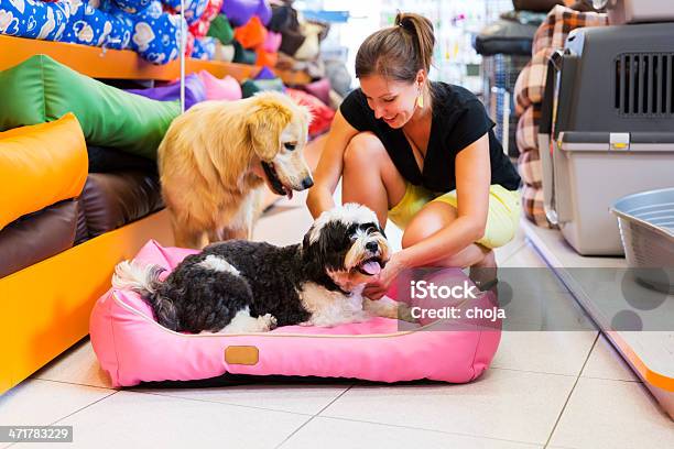 Un Golden Retriever E Tibetan Terrier In Un Negozio Per Animali A Riposo - Fotografie stock e altre immagini di Animale da compagnia