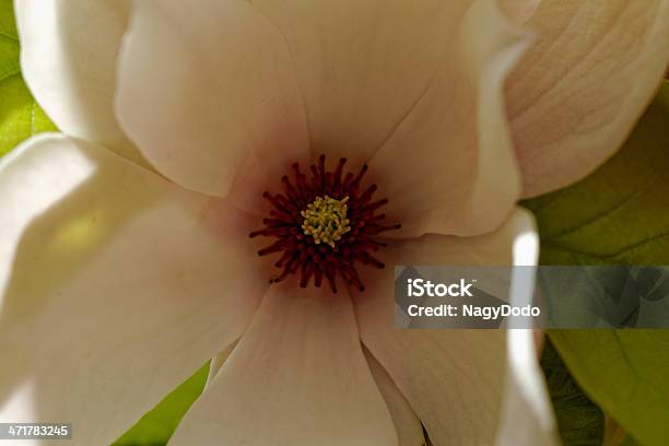 Foto de Magnolia Árvore e mais fotos de stock de Azul - Azul, Beleza natural - Natureza, Botânica - Assunto