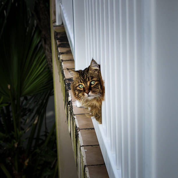 Cat watches outside stock photo