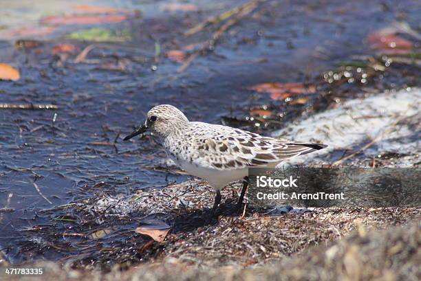 Western Sandpiper Juvenile - zdjęcia stockowe i więcej obrazów Biegus - Biegus, Chodzić po wodzie - Położenie, Dudziarz