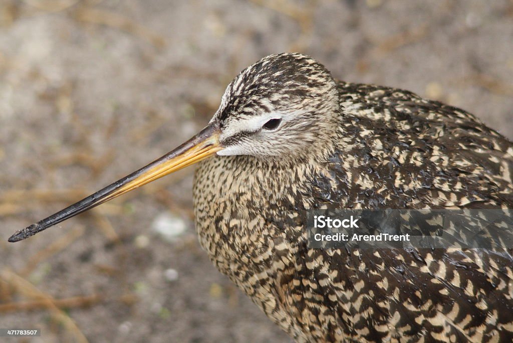 Marmorschnepfe - Lizenzfrei Fotografie Stock-Foto