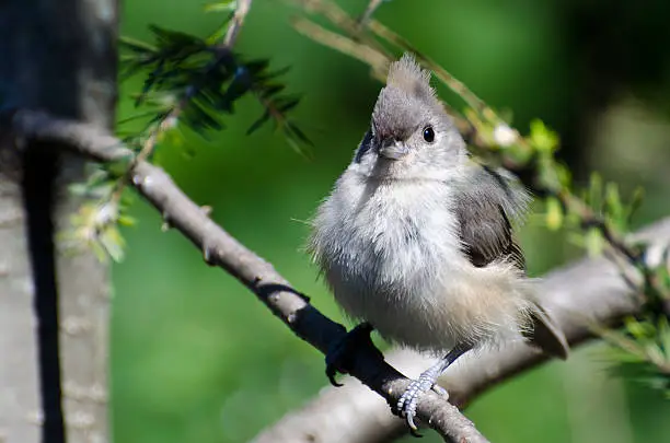 Young Tufted Titmouse All Fluffed Up