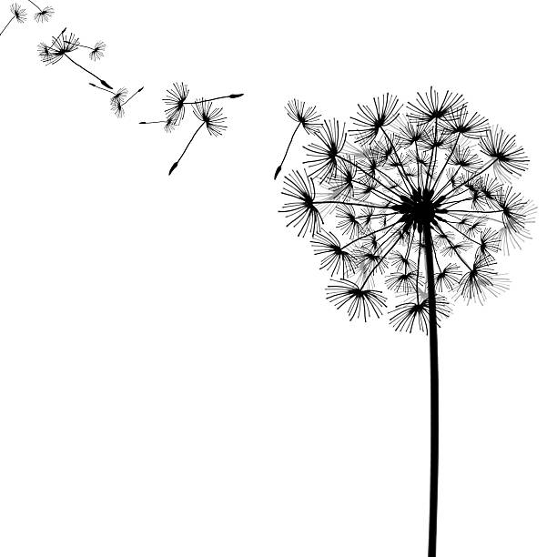 istock Black drawing of dandelion and seeds in the wind 471783985