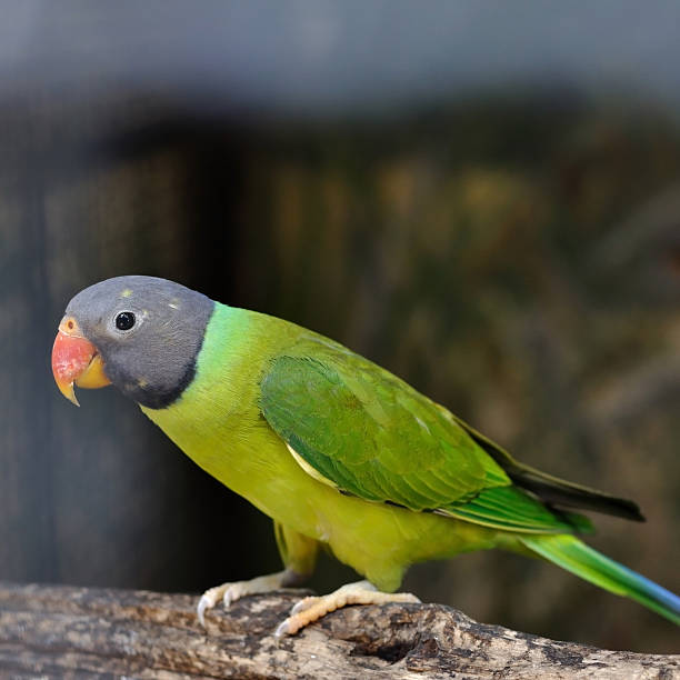 istock Green parrot holding on branch 471784126