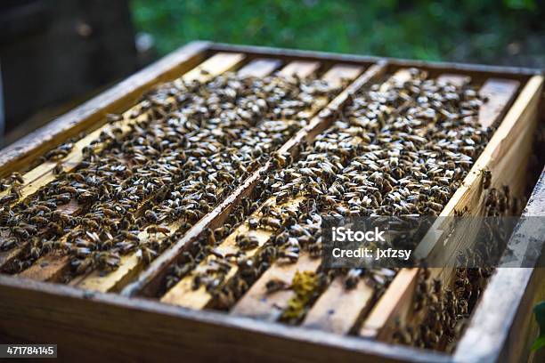 Beebox Stock Photo - Download Image Now - Agriculture, Apiculture, Bee
