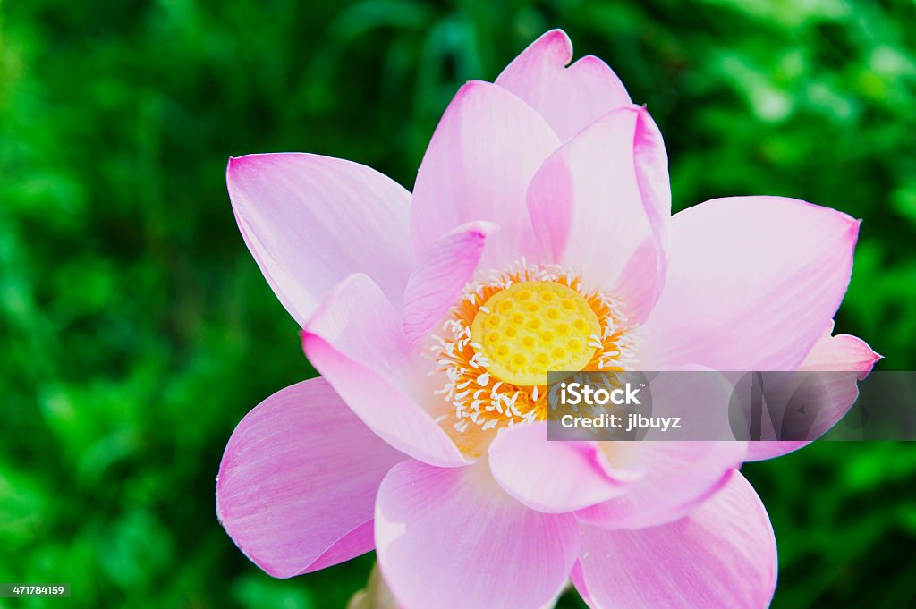 Lotus " - Lizenzfrei Asien Stock-Foto