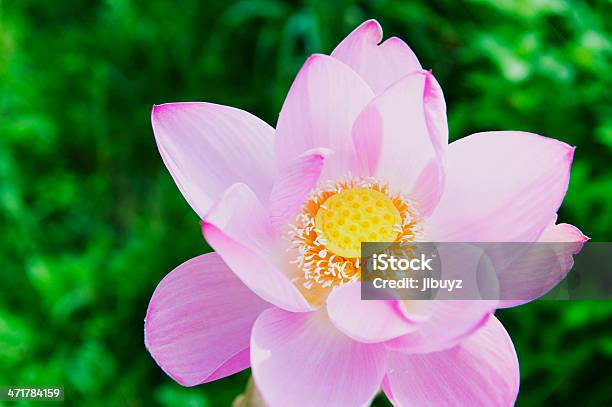 Lotus Stockfoto und mehr Bilder von Asien - Asien, Auf dem Wasser treiben, Biegung