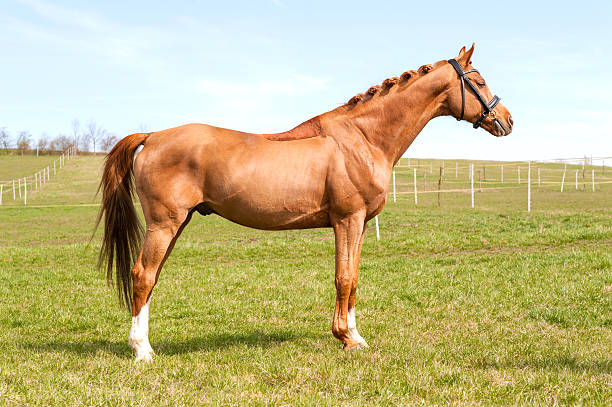 istock Purebred chestnut standing stallion. Exterior image. 471784336