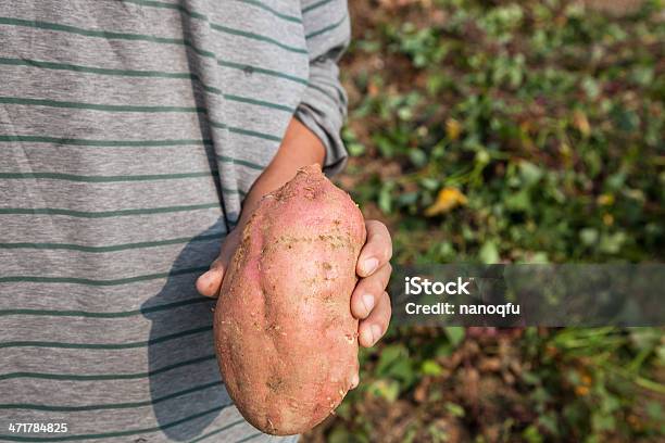 Foto de Doce Yam e mais fotos de stock de Agricultura - Agricultura, Alimentação Saudável, Batata - Tubérculo