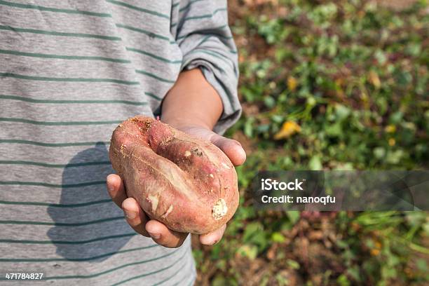 Sweet Inhame - Fotografias de stock e mais imagens de Agricultura - Agricultura, Alimentação Saudável, Batata Crua