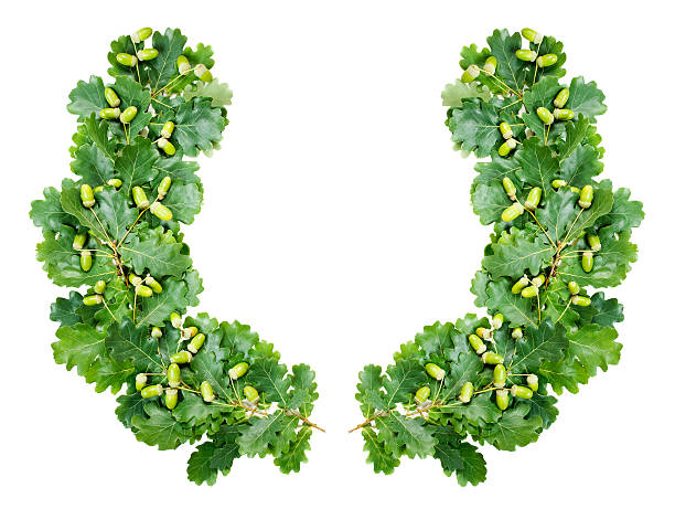 wreath of oak leaves on a white background