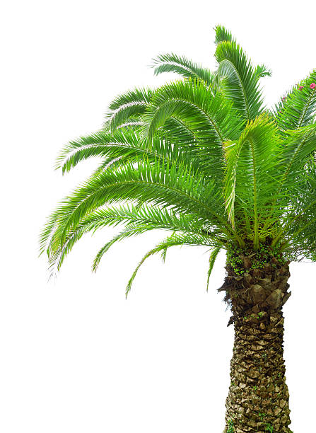 istock Part of palm tree on white background 471785085