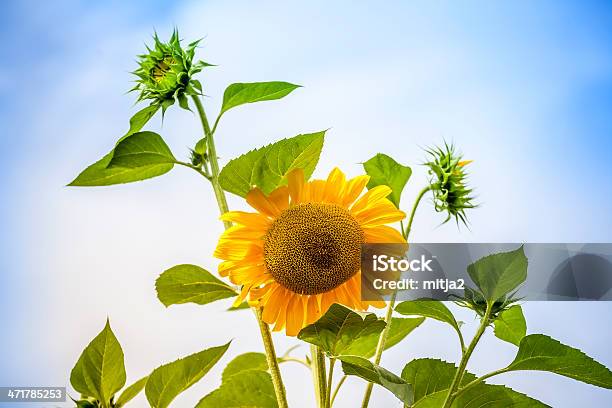 Beautiful Sunflower Iv Stock Photo - Download Image Now - Beauty, Beauty In Nature, Blue