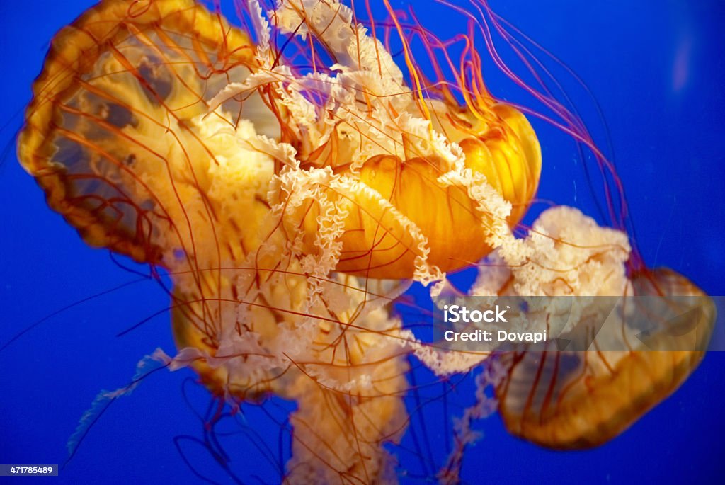 オレンジのクラゲの水槽 - エンタメ総合のロイヤリティフリーストックフォト