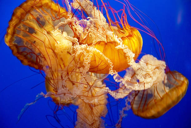 istock Orange jellyfish in an aquarium 471785489