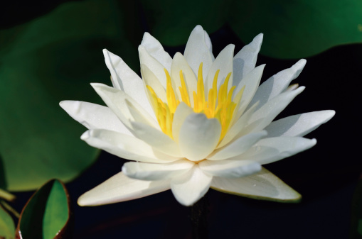 Lotus flower / water lily / Nymphaea Alba