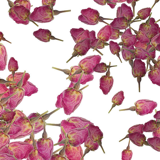 istock background of rose buds 471786323