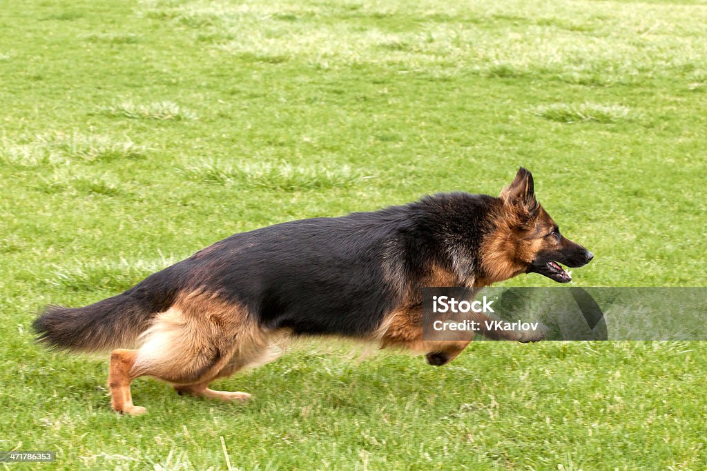 Deutscher Schäferhund Hund auf grünem Gras - Lizenzfrei Braun Stock-Foto