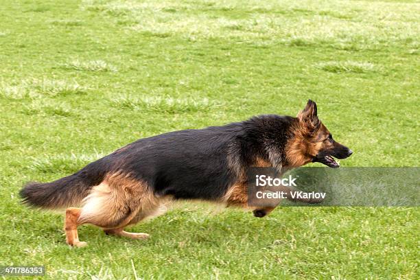 Deutscher Schäferhund Hund Auf Grünem Gras Stockfoto und mehr Bilder von Braun - Braun, Deutscher Schäferhund, Deutschland