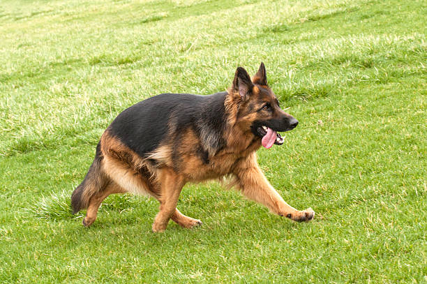 istock German Shepherd Dog on green grass 471786519