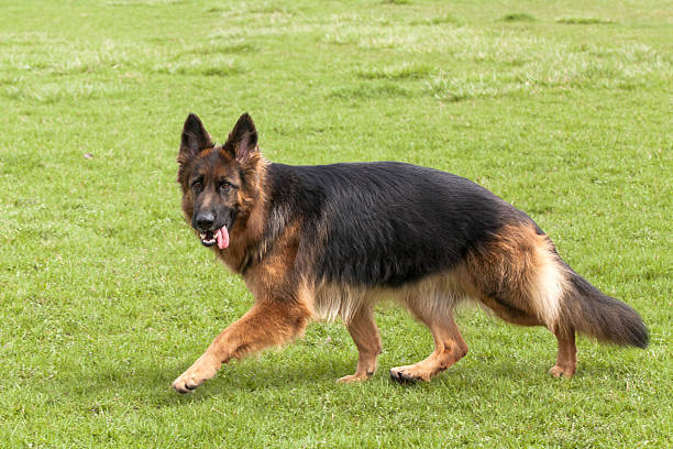 istock German Shepherd Dog on green grass 471786601