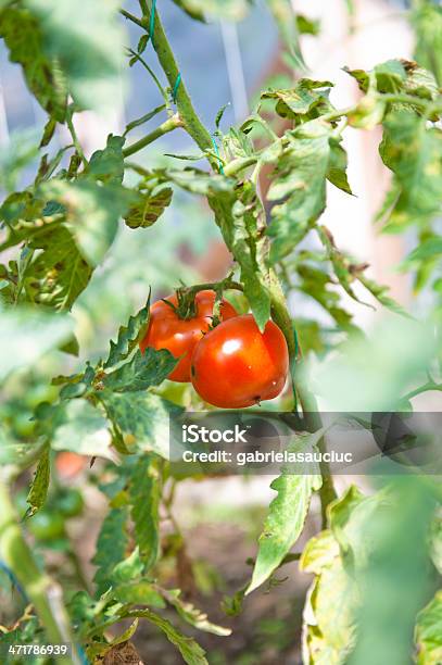 Tomaten Stockfoto und mehr Bilder von Ast - Pflanzenbestandteil - Ast - Pflanzenbestandteil, Blatt - Pflanzenbestandteile, Fotografie