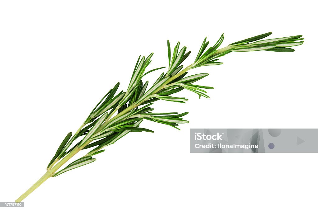 Fresh, green stick of fragrant rosemary leaves on white Fresh green sprig of rosemary isolated on a white background Rosemary Stock Photo