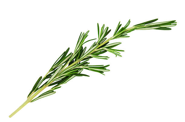 Fresh, green stick of fragrant rosemary leaves on white Fresh green sprig of rosemary isolated on a white background rosemary stock pictures, royalty-free photos & images