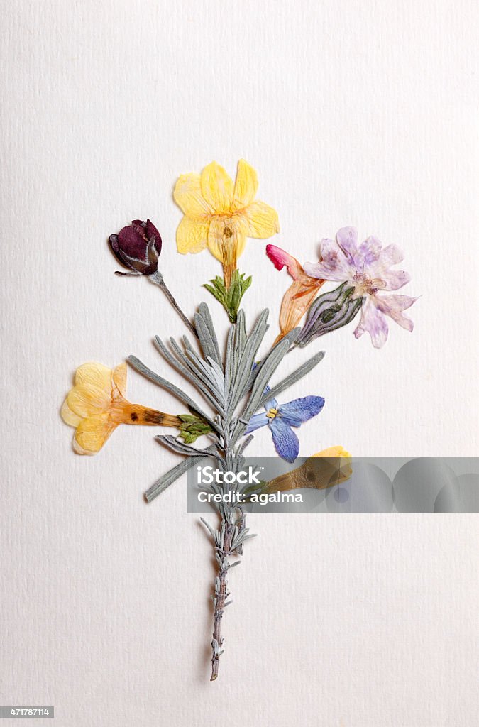 Dried Flower Arrangement Arrangement Of Dried Pressed Flowers 2015 Stock Photo