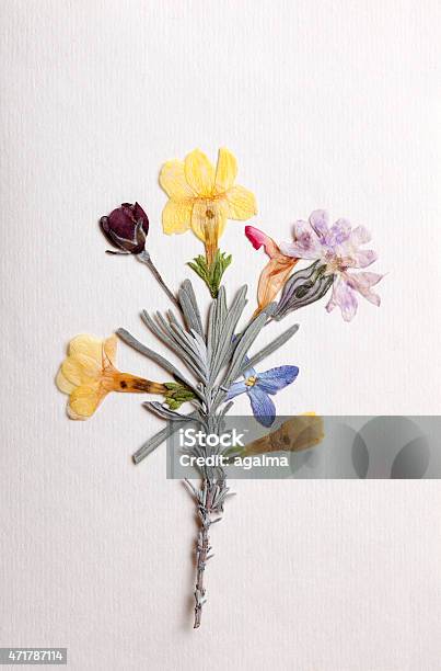 Dried Flower Arrangement Stock Photo - Download Image Now - 2015, Abstract, Arrangement