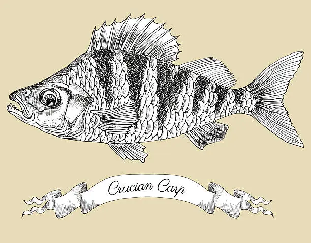 Vector illustration of Graphic drawing of crucian and vignette