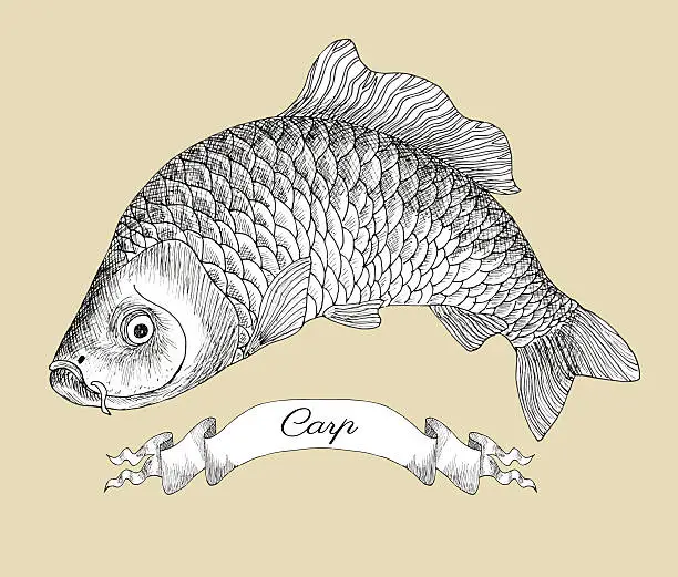 Vector illustration of Graphic drawing of carp and vignette