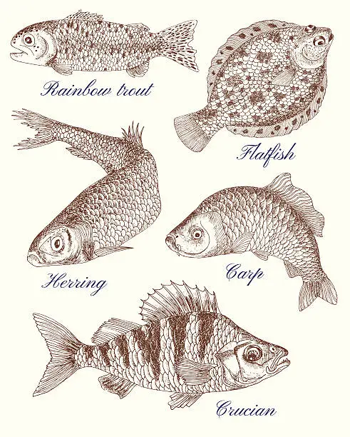 Vector illustration of Design set with freshwater and saltwater fish