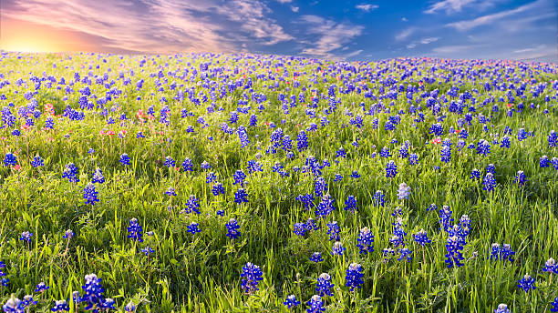 istock Sunset on Sugar Ridge Road, Ennis, TX 471787704