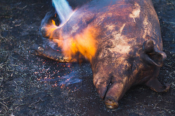 Burning domestic pig. Hair removal of the pig. Burning domestic pig before butchering. Hair removal of the pig. burned corpse stock pictures, royalty-free photos & images