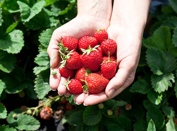 istock Strawberry fruits in a woman's hands. 471788060