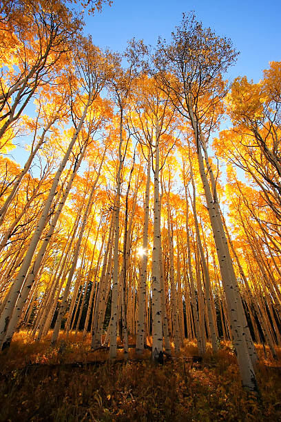 istock Aspen trees with fall color, San Juan National Forest, Colorado 471788101