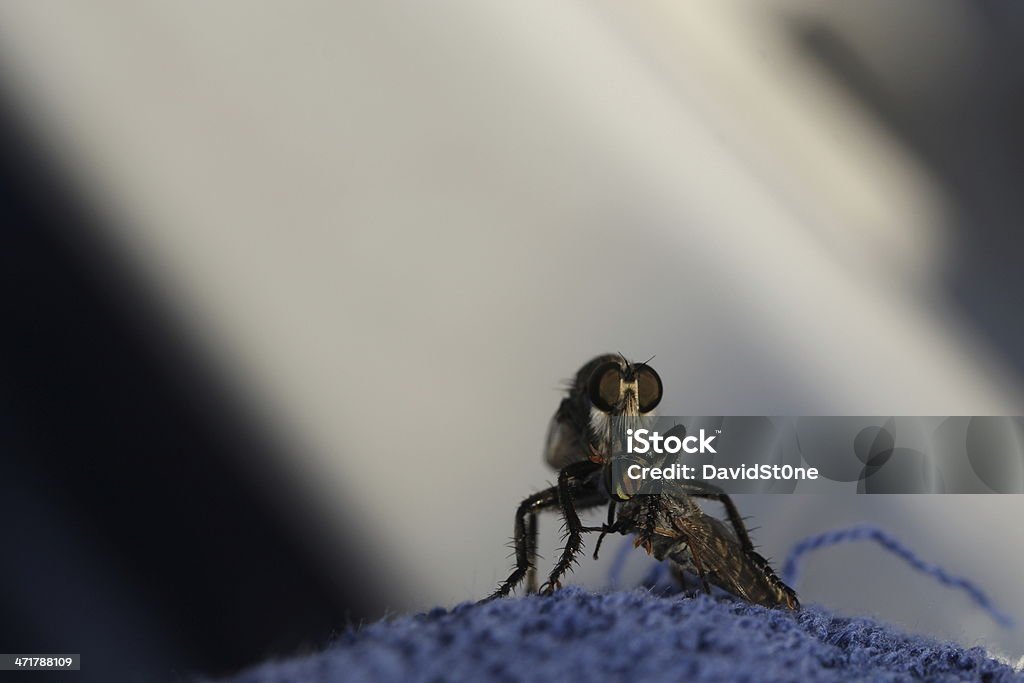 Mosca asilidae é comer uma horsefly com olhos fantástico - Royalty-free Fotografia - Imagem Foto de stock