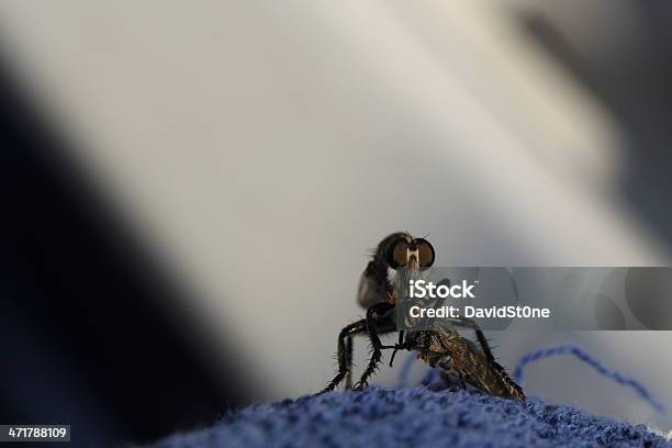 Mosca Asilidae É Comer Uma Horsefly Com Olhos Fantástico - Fotografias de stock e mais imagens de Fotografia - Imagem