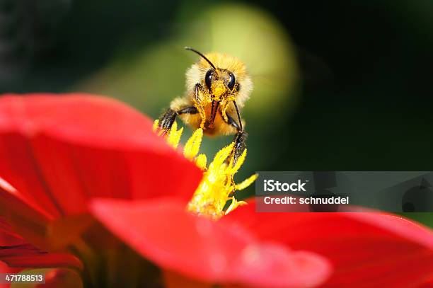 Photo libre de droit de Bumble Bee Au Dalia banque d'images et plus d'images libres de droit de Aile d'animal - Aile d'animal, Botanique, Bourdon