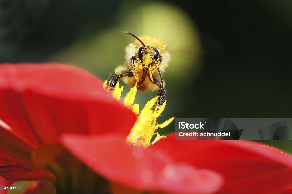 Bumble bee em dalia - - Foto de stock de Alimentar royalty-free