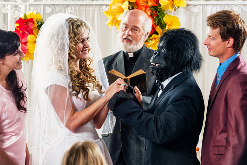 A Gorilla and his bride celebrate their wedding.