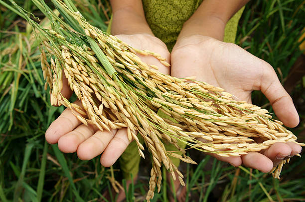 World food security, famine, Asia rice field