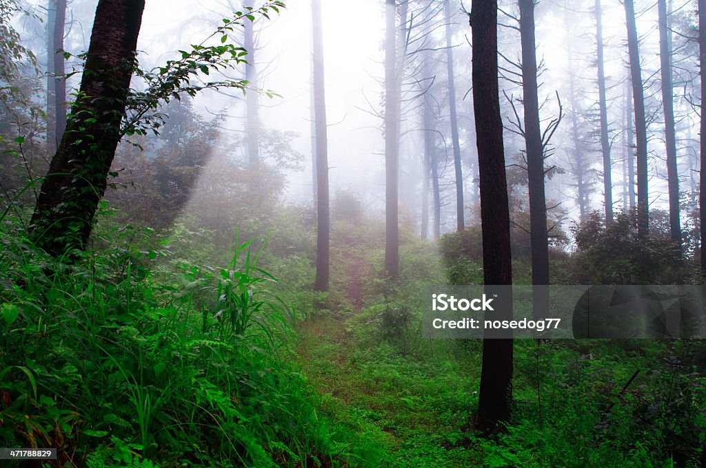 Forêt brumeuse - Photo de Arbre libre de droits