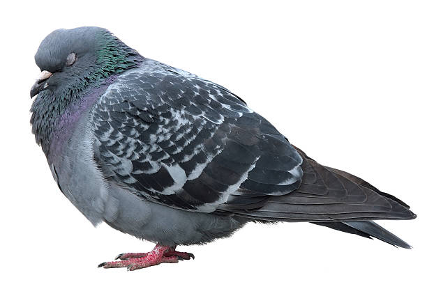 istock Sleeping dove. Grey dove isolated on white background. Feral Pigeon 471788930