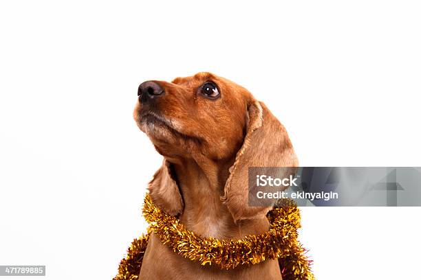 Foto de Cocker Spaniel Inglês Cachorro E Bola De Árvore De Natal e mais fotos de stock de Amarelo