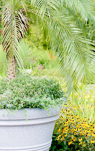 istock The potted plants of nature 471790167