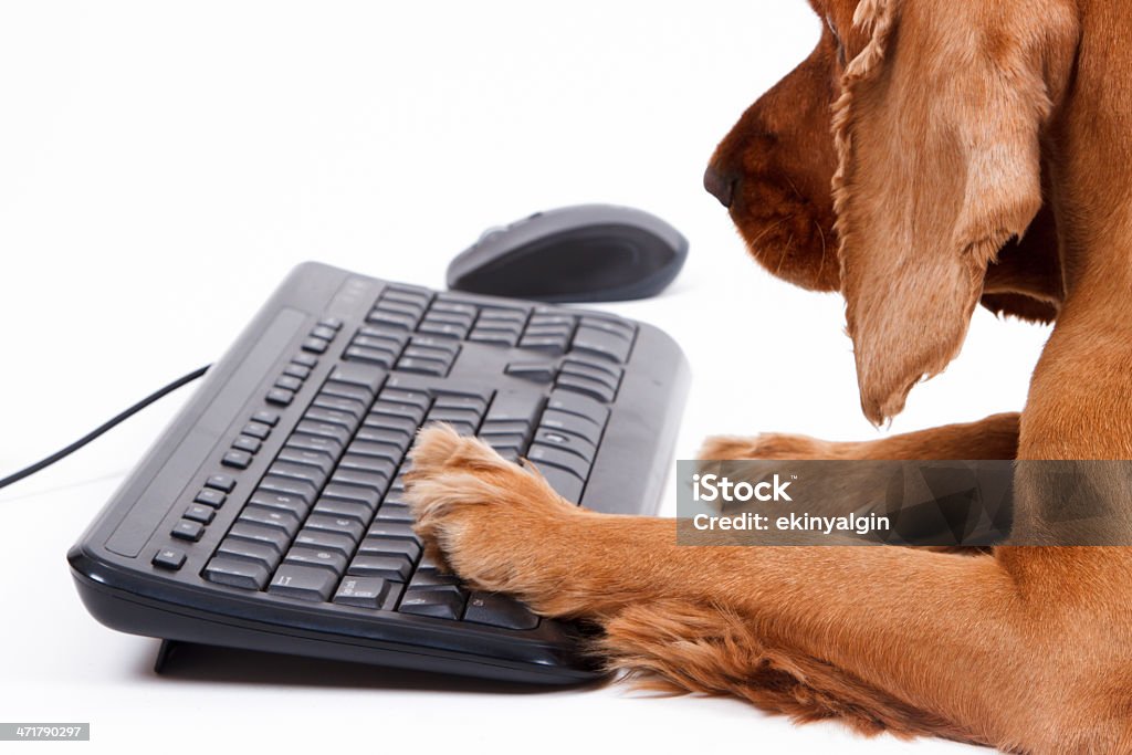 Anglais Cocker Spaniel chien à l'aide de la souris et clavier sans fil - Photo de Amitié libre de droits